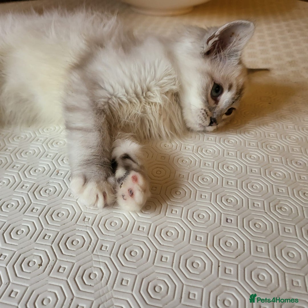 Ragdoll cats for sale:  ragdoll - Image 4