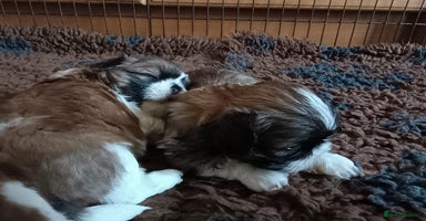 Shih Tzu dogs - Advert 11