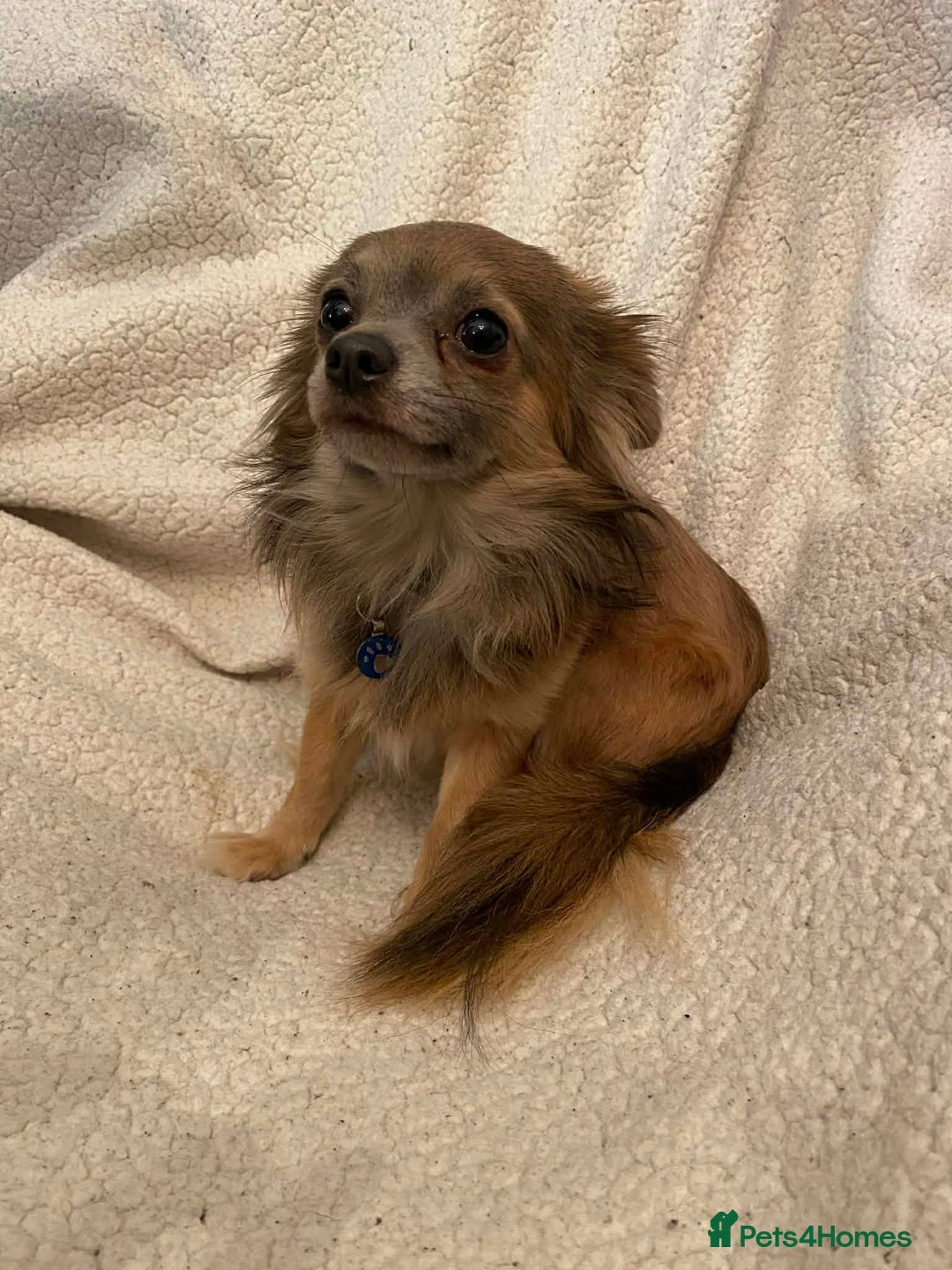 Chihuahua dogs for sale: chihuahua puppies - Advert 14