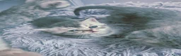 Scottish Fold cats for sale: Scottish Fold/ Straight kittens  in Ripon - Advert 30