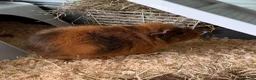 Guinea Pig rodents for sale:  Two Girl Guinea Pigs Brownie and Dusty with setup - Advert 8