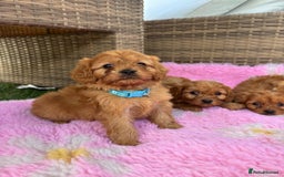 Cavapoo dogs for sale: *red cavapoos* - Image 4