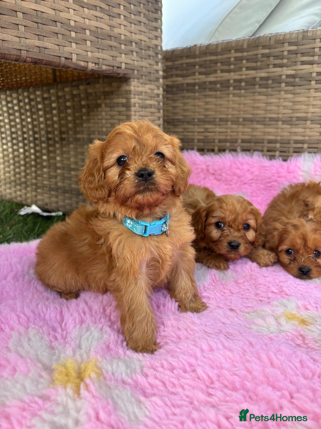 Cavapoo dogs for sale: *red cavapoos* - Image 4