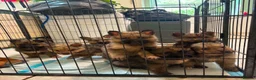 Mixed Breed dogs for sale: Shollie Pups - Advert 1
