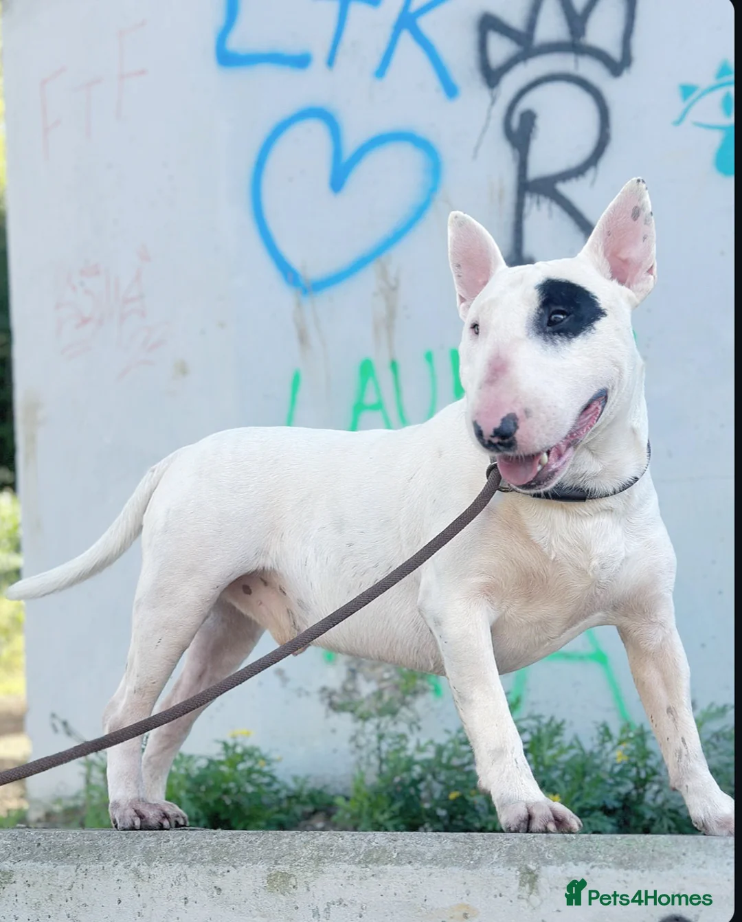 English Bull Terrier dogs for stud: CHAMPION LINES ENGLISH BULL TERRIER FOR STUD. in Sunderland - Advert 2