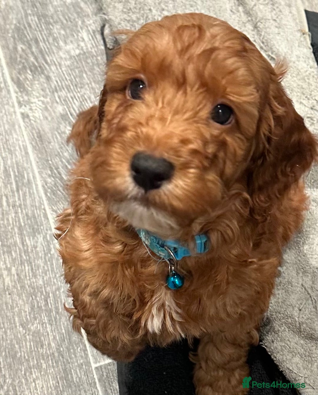 Cockapoo dogs for sale: Mini F1 cockpoos - Advert 2