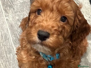 Cockapoo dogs Mini F1 cockpoos - Advert 17