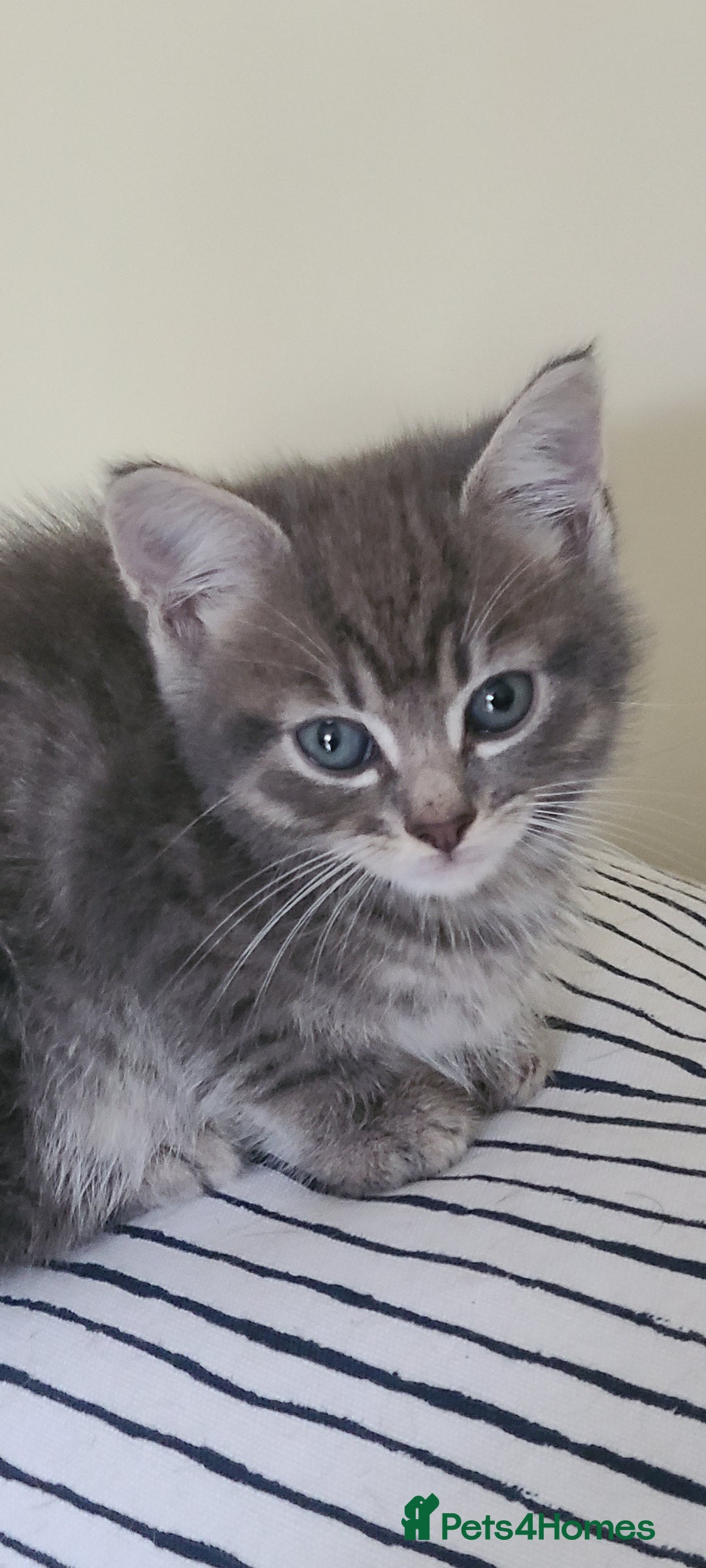 Domestic Shorthair cats for sale: Emily, Truro.  - Advert 3