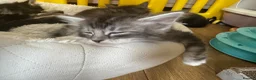 Ragcoon cats for sale: 8 gorgeous Mainecoon x ragdoll babies  - Advert 28