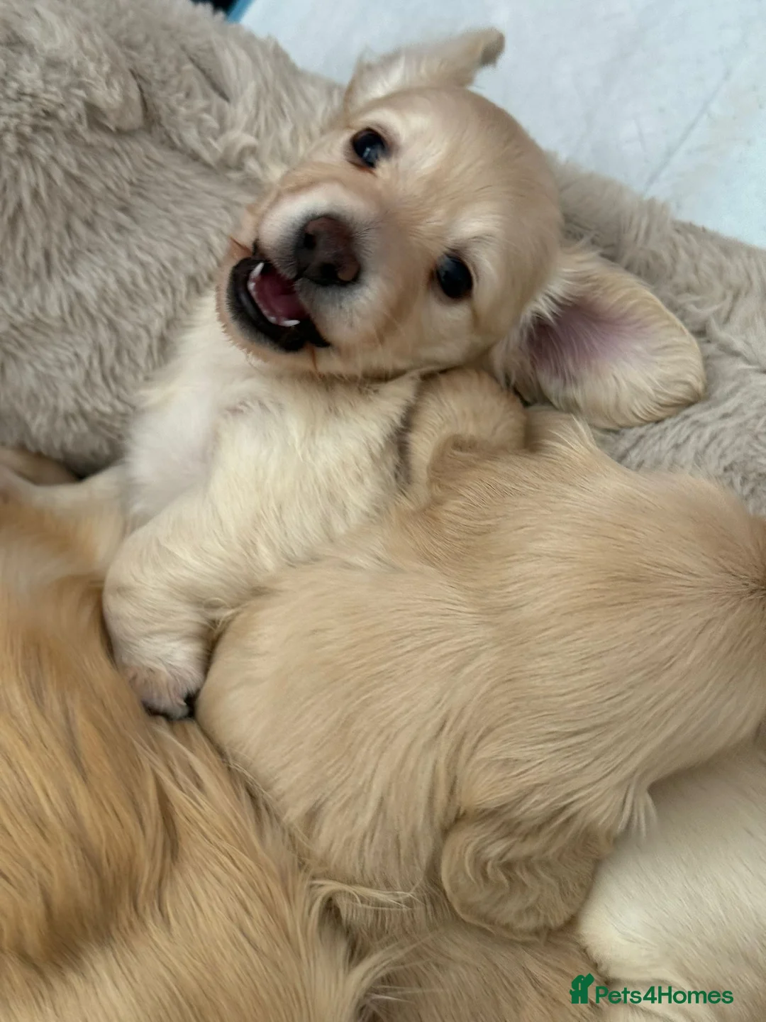 Miniature Dachshund dogs for sale: 🍦CREAM KC LONGHAIR MINI DAXI GIRLS🌞 - Advert 2
