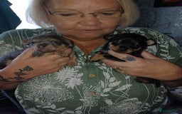 Chiweenie dogs for sale: Pups for sale  - Advert 5