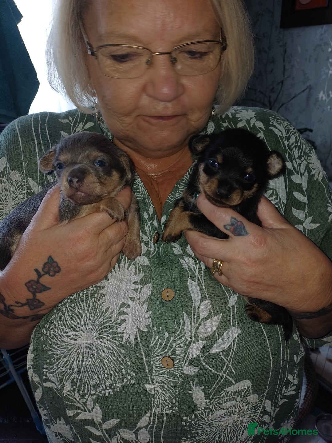 Chiweenie dogs for sale: Pups for sale  - Advert 5
