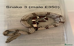Boa Snake reptiles for sale: ✨ Stunning Red Tailed Suriname Boa’s (BCC) ✨ - Image 6