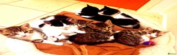 Mixed Breed cats for sale: Sweet Kittens Raised with Love and Children - Advert 3