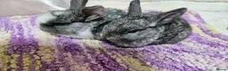 Mixed Breed rabbits for sale: 6 weeks old (25/6) Vienna and astrex gene last kit - Advert 6
