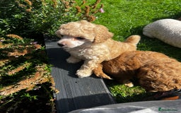 Toy Poodle dogs for sale: Gorgeous kc registered toy poodle pups  - Image 1