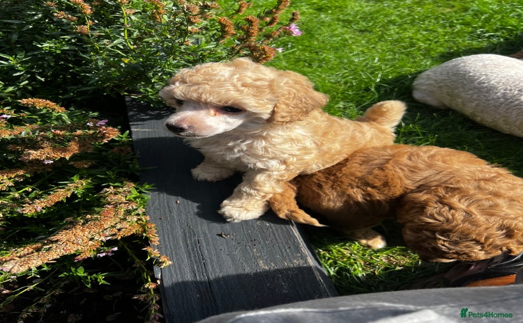 Toy Poodle dogs - Advert 12