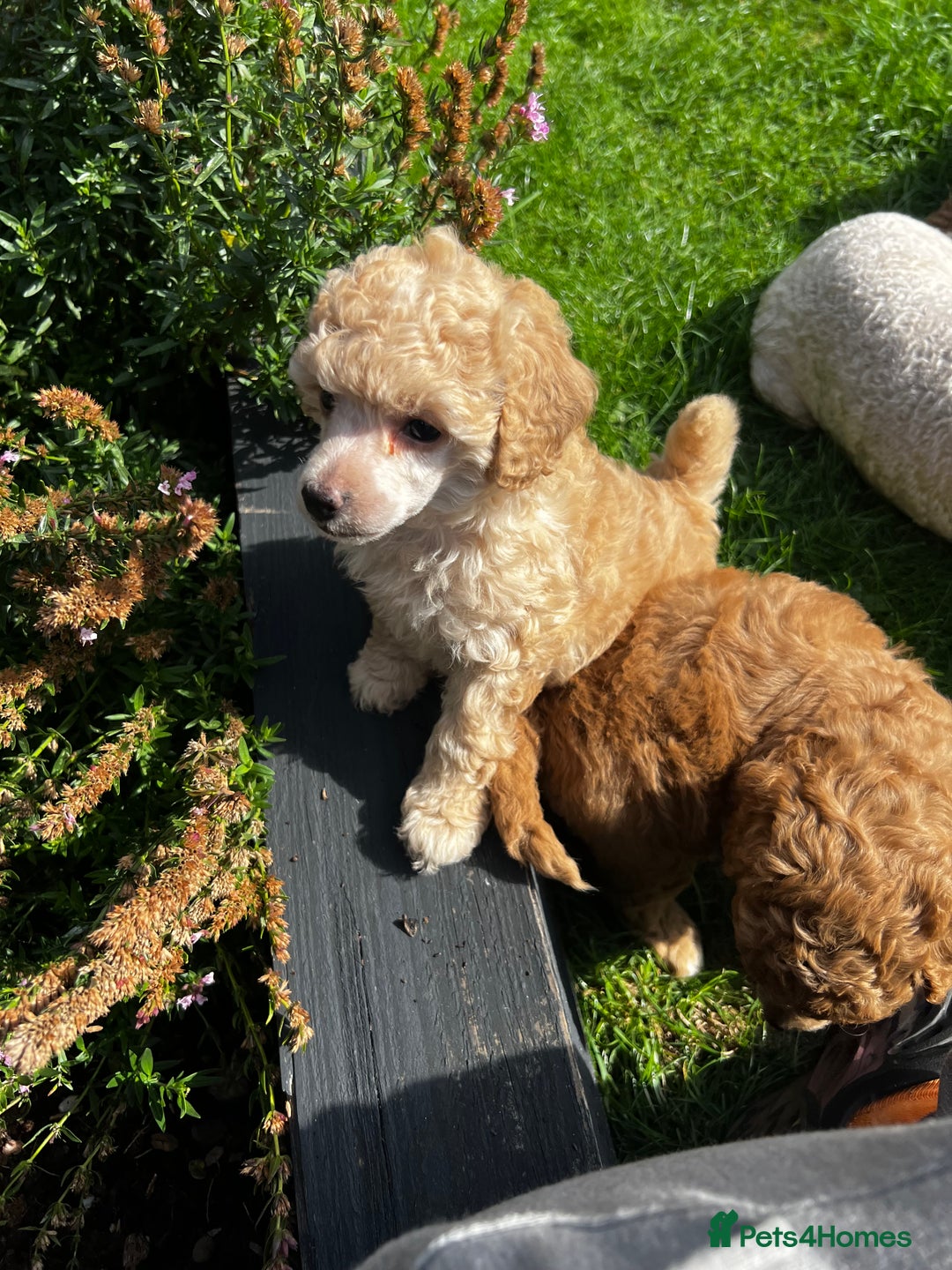 Toy Poodle dogs for sale: Gorgeous kc registered toy poodle pups  - Image 1