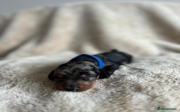 Dachshund dogs for sale: Miniature Dachshunds - Image 10