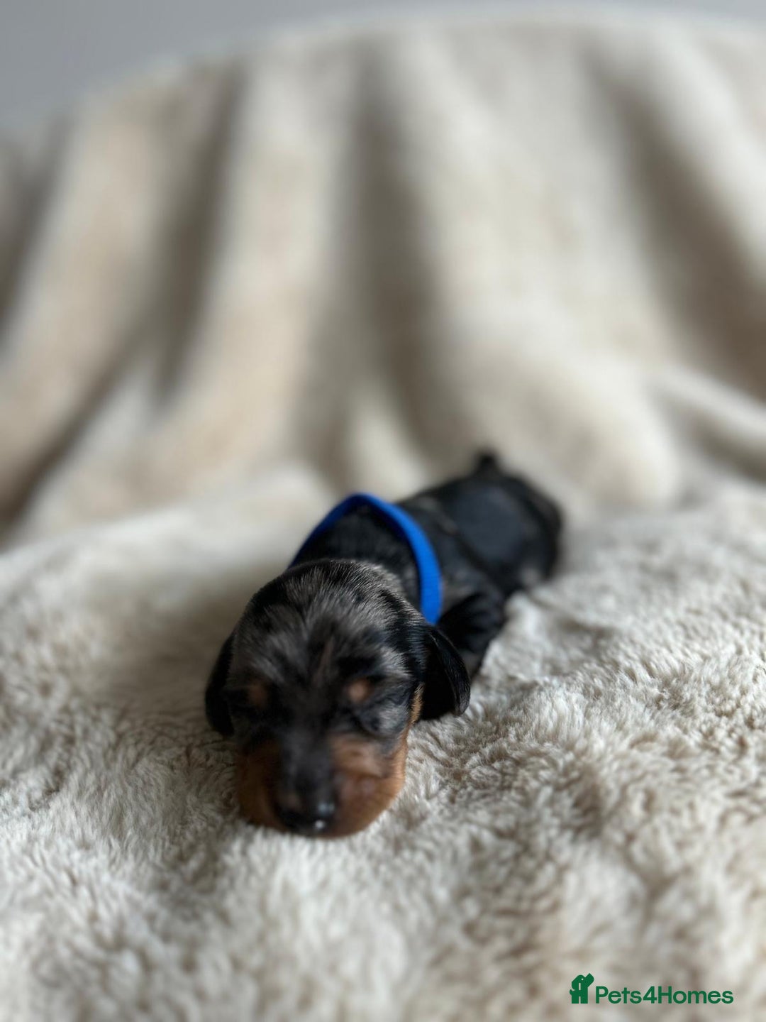 Dachshund dogs for sale: Miniature Dachshunds - Image 10