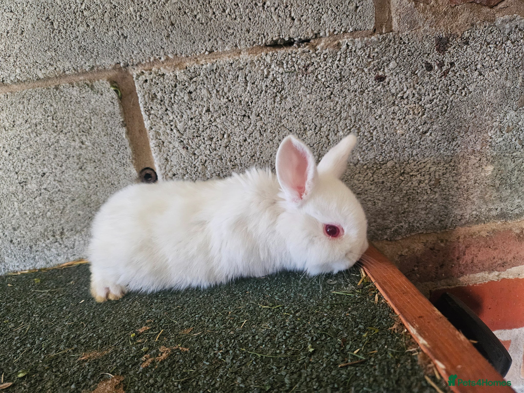 Mixed Breed rabbits 🌿 **Rabbits for Sale –Healthy and Beautiful!** 🐰 - Advert 6