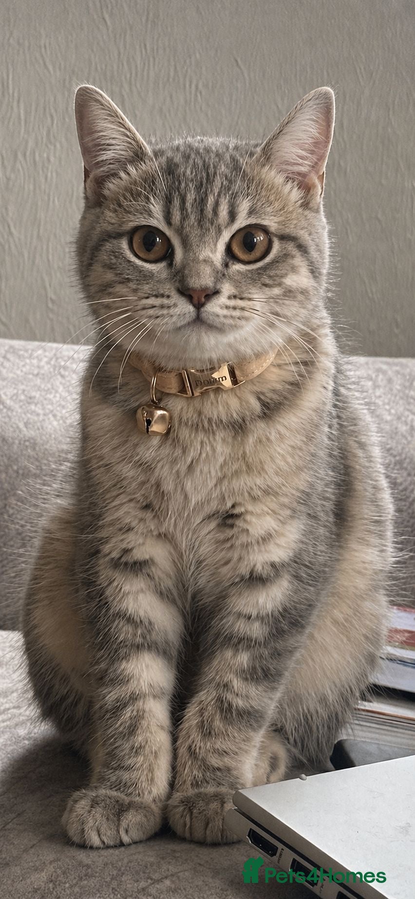 Scottish Fold cats for stud: Scottish Straight Stud - Tiger 🐾 - Advert 2