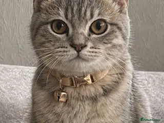 Scottish Fold cats for stud: Scottish Straight Stud - Tiger 🐾 - Advert 2