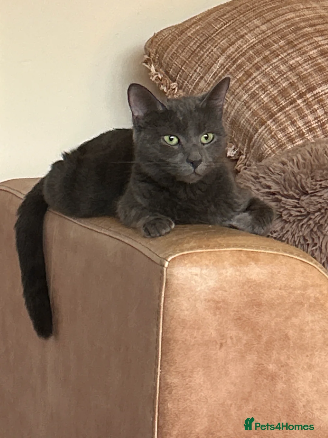 Mixed Breed cats for sale: Beautiful fluffy girl  - Advert 5