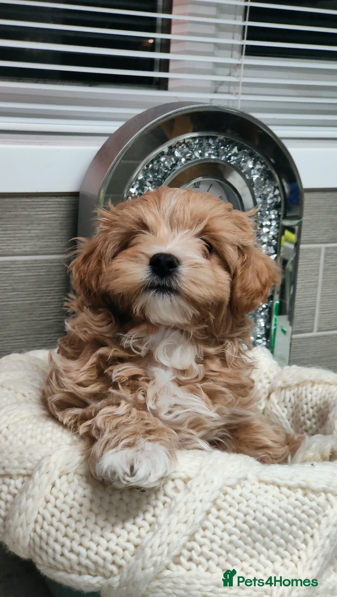Maltipoo dogs for sale: Exclusive F1 Tiny Asian Maltipoo Puppies  - Advert 10