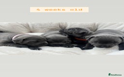 Staffordshire Bull Terrier dogs for sale: Orange Collar Puppy  - KC registered Blue ‘Bullscaff Pharaon’ Staffy Boy - Image 11
