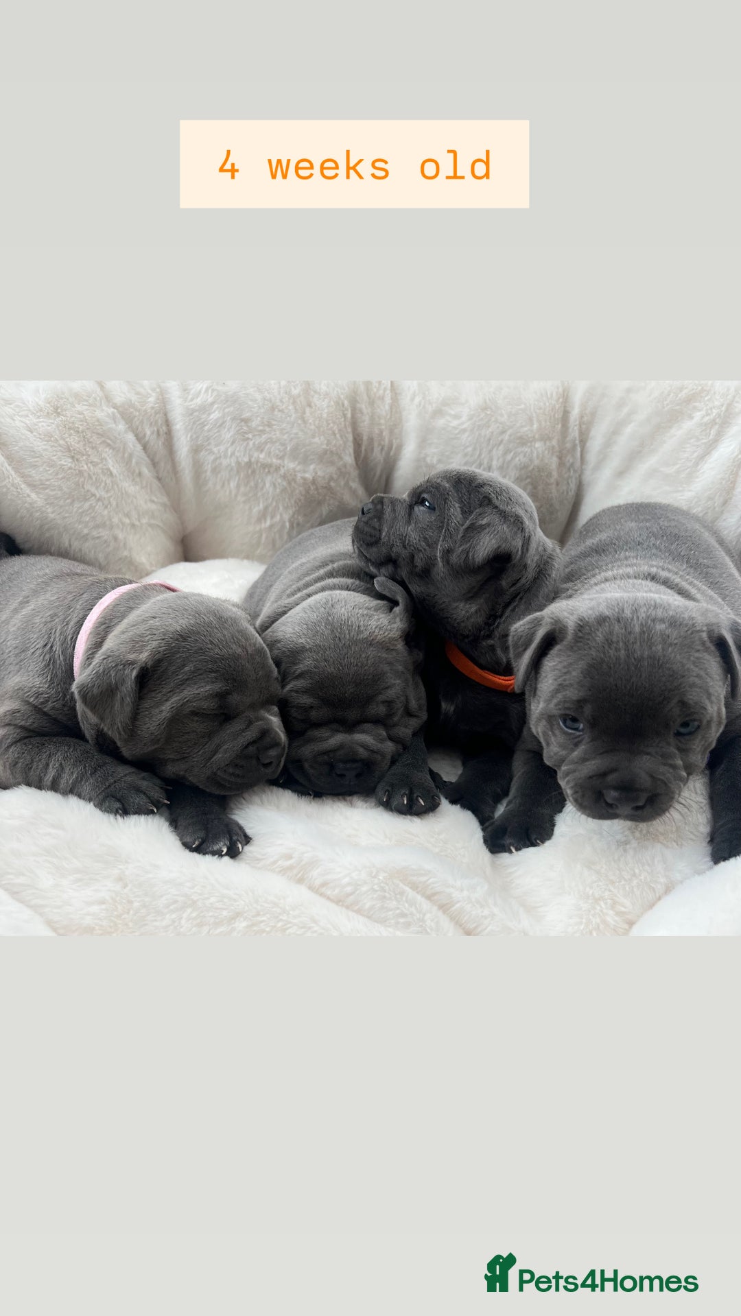 Staffordshire Bull Terrier dogs for sale: Orange Collar Puppy  - KC registered Blue ‘Bullscaff Pharaon’ Staffy Boy - Image 11