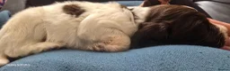 Sprocker dogs for sale: Last little boy in Bradford - Advert 5