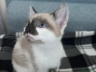 Bengal cats - Advert 5