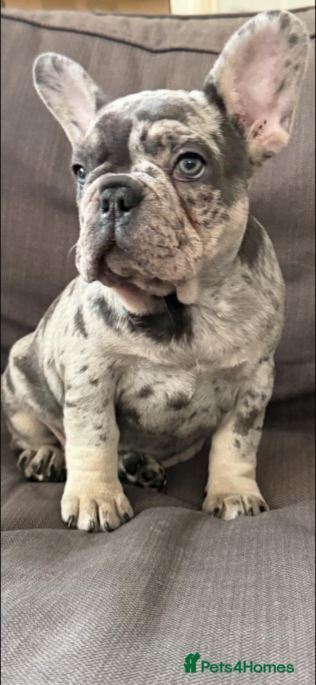 French Bulldog dogs for sale: Stunning French bulldog puppies  - Image 2