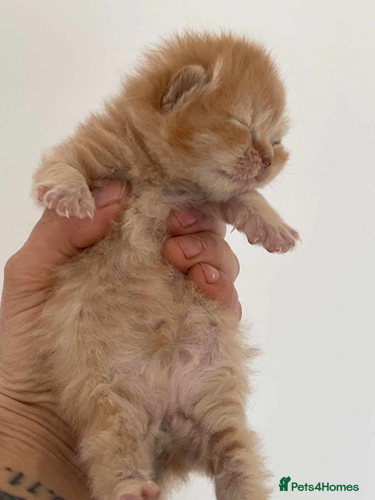 British Shorthair cats STUNNING GCCF BRITISH SHORTHAIR KITTENS - Advert 2