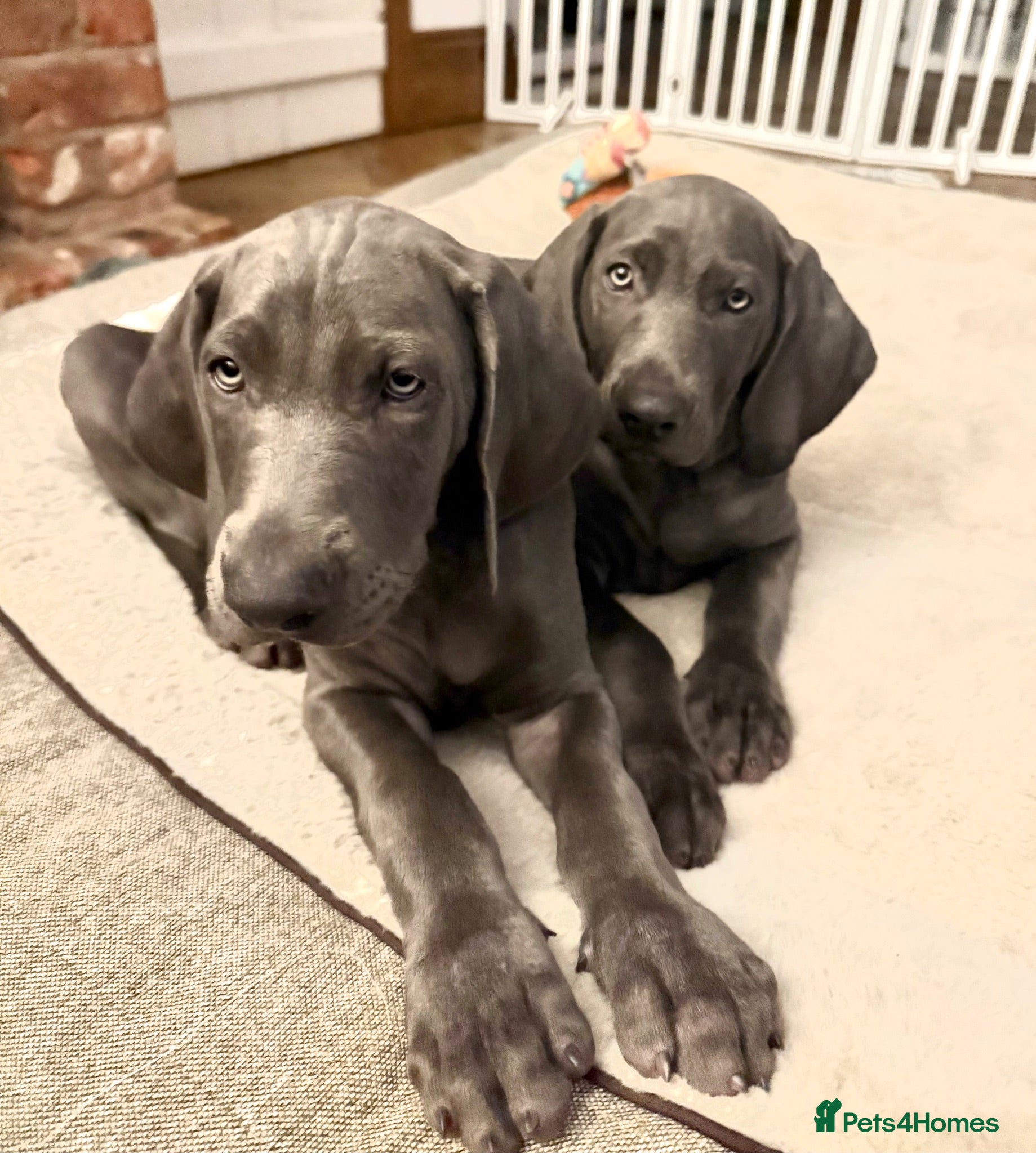 Weimaraner dogs KC Reg Weimaraner Puppies Silver & Blue - Advert 1