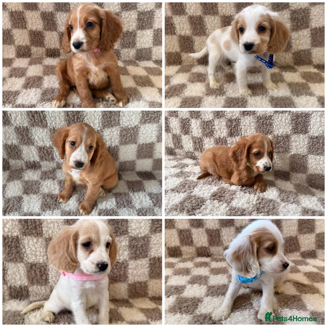 Cocker Spaniel dogs for sale: ⭐️BEAUTIFUL COCKER SPANIEL READY NOW ⭐️ - Advert 1
