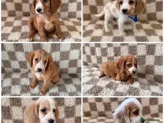Cocker Spaniel dogs ⭐️BEAUTIFUL COCKER SPANIEL READY NOW ⭐️ - Advert 6
