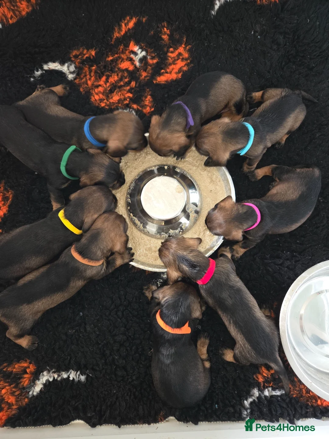 Dachshund dogs for sale: Kc registered wire haired dachshund's - Advert 16