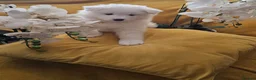 Samoyed dogs for sale: Adorable Samoyed puppies  - Advert 11