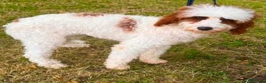 Cavapoo 1