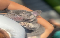 French Bulldog dogs for sale: 7 week old kC French bulldogs - Image 11