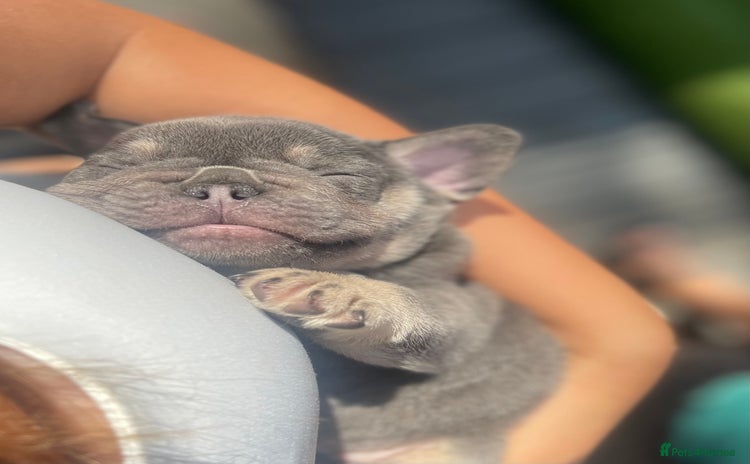 French Bulldog dogs - Advert 2