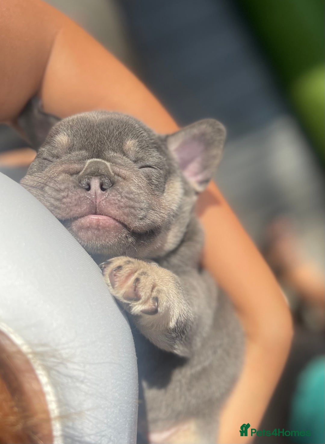 French Bulldog dogs for sale: 7 week old kC French bulldogs - Image 11