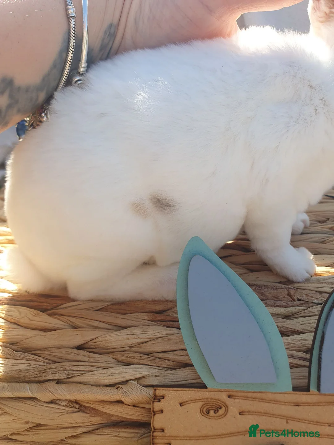 Rex rabbits for sale: Mini rex babies - Advert 15