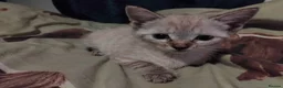 British Shorthair cats for sale: x 1 female kitten for sale  - Advert 12