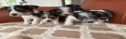 Yorkshire Terrier dogs for sale: Yorkshire terrier puppies - Advert 4