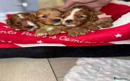 Cavapoo dogs for sale: 🐾 Tiny F1 Cavapoo Puppies – 3 Girls & 1 Boy! 🐾 - Image 19