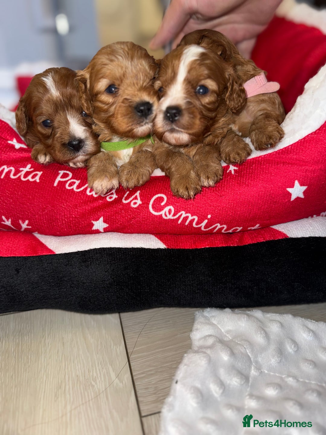 Cavapoo dogs for sale: 🐾 Tiny F1 Cavapoo Puppies – 3 Girls & 1 Boy! 🐾 - Image 19