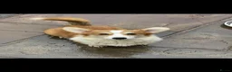 Welsh Corgi Pembroke dogs for stud: Quality Proven Welsh Pembroke Corgi for stud  - Advert 2